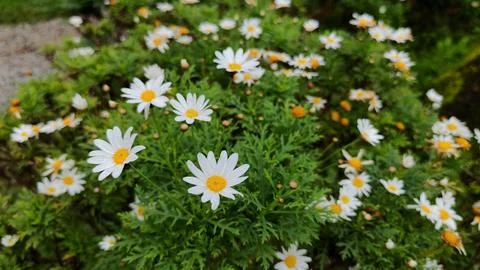 Flower 스톡 사진