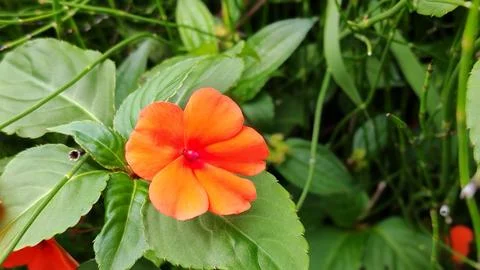 Flower 스톡 사진