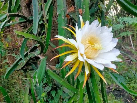 Flower 스톡 사진