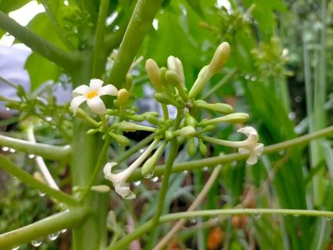 Flower 스톡 사진