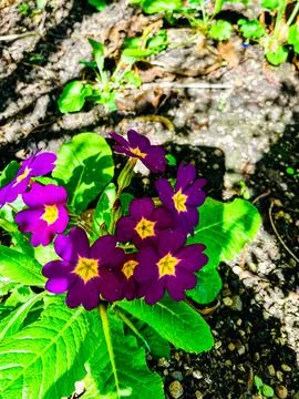 Flower Photos