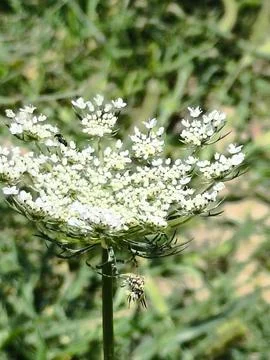Flower Stock Photos