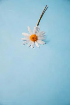 Flower Stock Photos