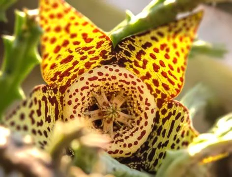 Flower of  phyllocactus Stock Photos