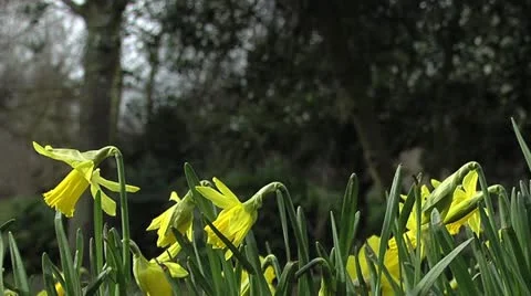 Flower Picking Video stock 20467568