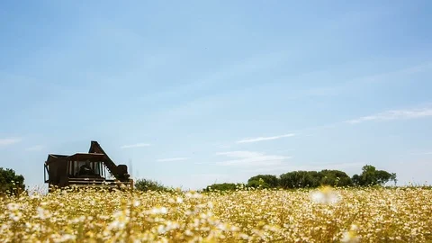 The flower picking machine works in the field. RAW video record. Stock Footage 91394579
