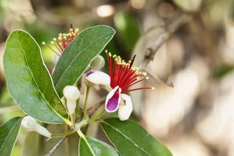 Flower of pineapple guava Stock-Fotos