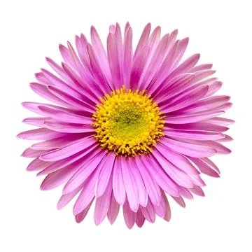 Flower pink aster head isolated on white background with clipping path. Nat.. Stock Photos