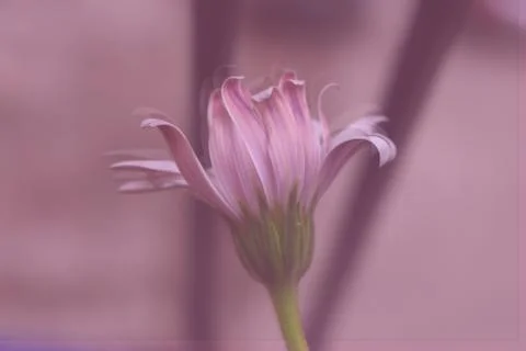 Flower on pink background Stock Photos