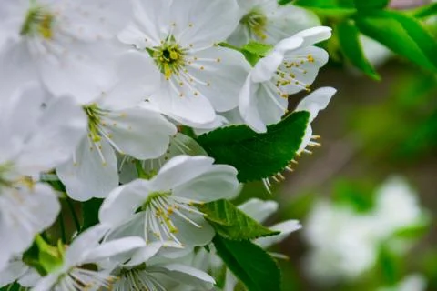 Flower pink cherry Stock Photos