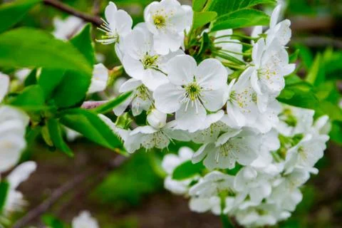 Flower pink cherry Stock Photos