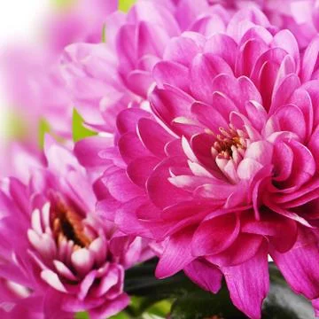 Flower pink chrysanthemums Stock Photos