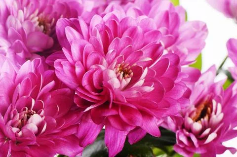 Flower pink chrysanthemums Stock Photos