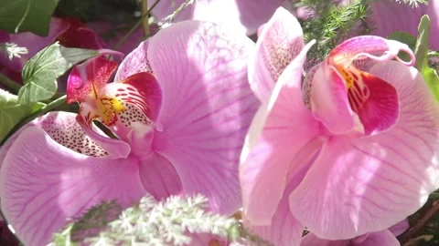 Flower pink close Stock Footage 142589783