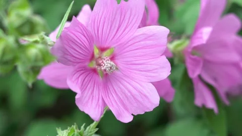 Flower pink Stock Footage 142210221