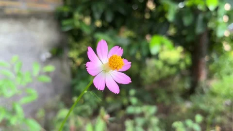 Flower pink 스톡 동영상 238625756