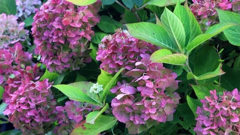 Flower Pink Hydrangea close up Vídeo Stock 345065881