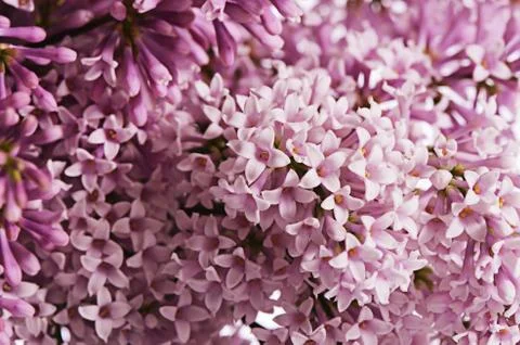 The flower pink lilac a background Stock Photos