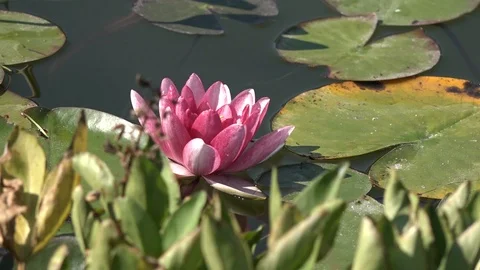 Flower pink lily Stock Footage 100289266