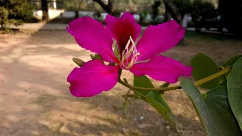 Flower Pink Stock Photos
