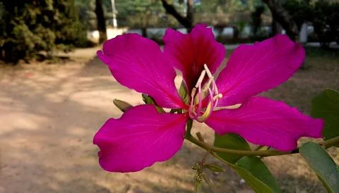 Flower pink Stock Photos