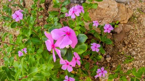 Flower pink 库存照片