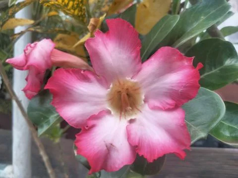 Flower Pink 写真素材