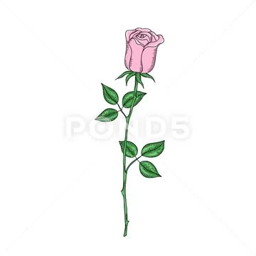 Flower pink rose with stem on white background. Stock Illustration