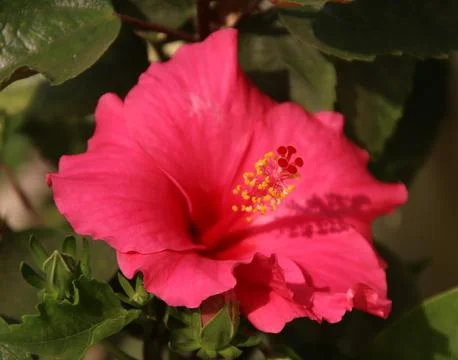 Flower pink tree Stock Photos