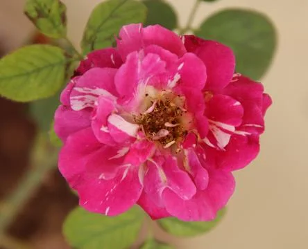 Flower pink tree Stock Photos