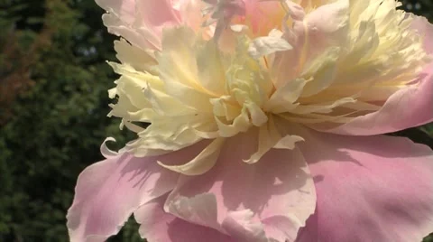 Flower pink white.m2t Stock Footage 7730757