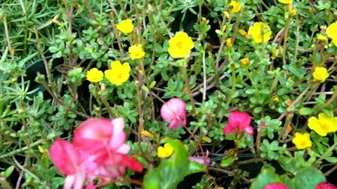 Flower pink &amp; yellow Vídeos de archivo 202246635