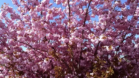 Flower Pink1 Stock Footage 128530763