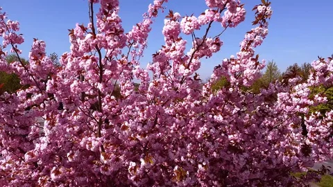 Flower pink2 Stock Footage 128530716