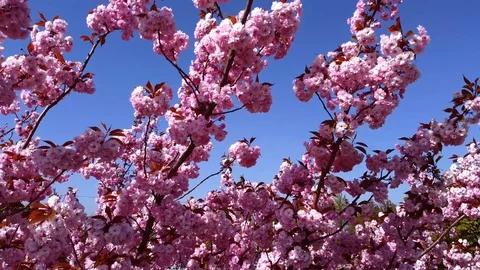 Flower Pink3 Stock Footage 128530657