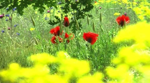 Flower plant 2 Stock Footage 10793617