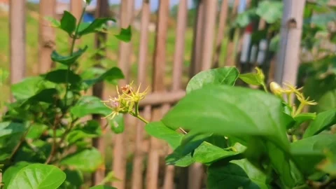 Flower plant Video stock 245440985