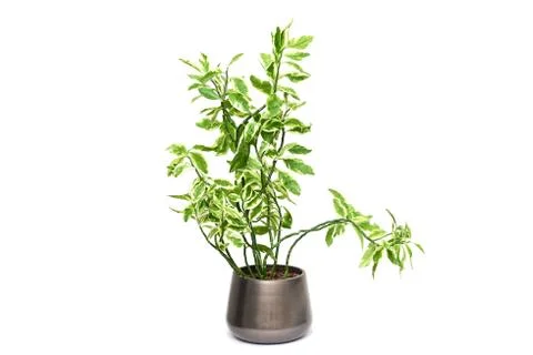 	flower plant in grey ceramic pot isolated on white background Stock Photos