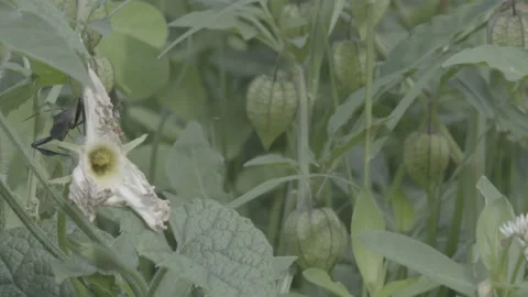 Flower plant with nutritious fruit Stock Footage 226954396