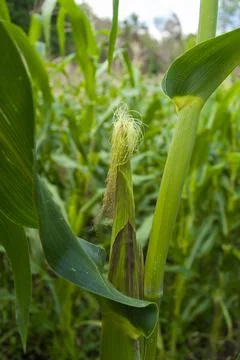 Flower plant organic corn in Guatemala Stock Photos