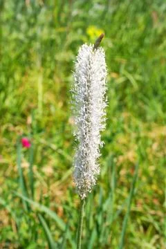 Flower of a plant Stock Photos