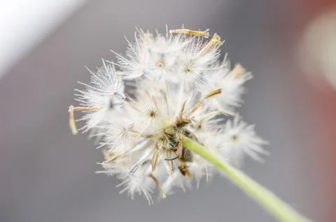 Flower plant Stock-Fotos