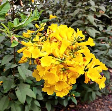 Flower Plant Stock Photos