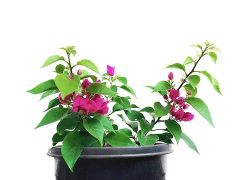 Flower Plant Stock Photos