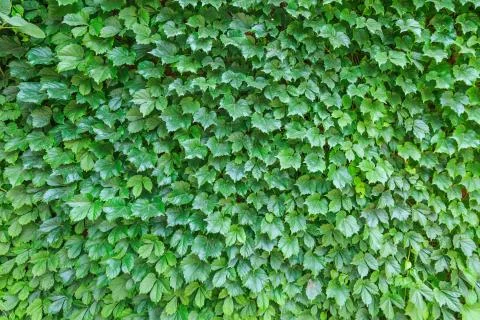 Flower plant wall Stock Photos