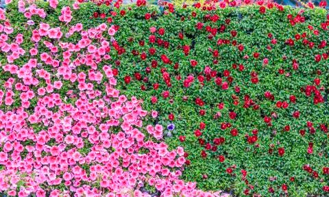 Flower plant wall 스톡 사진