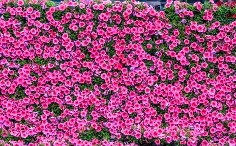 Flower plant wall 写真素材