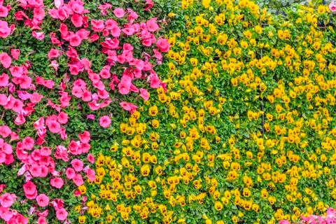 Flower plant wall Stock Photos