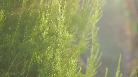 Flower plants moving 库存影片 169516100