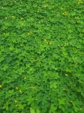 Flower plants Stock Photos